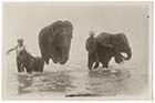 Elephants bathing in Sea 1929 [PC]